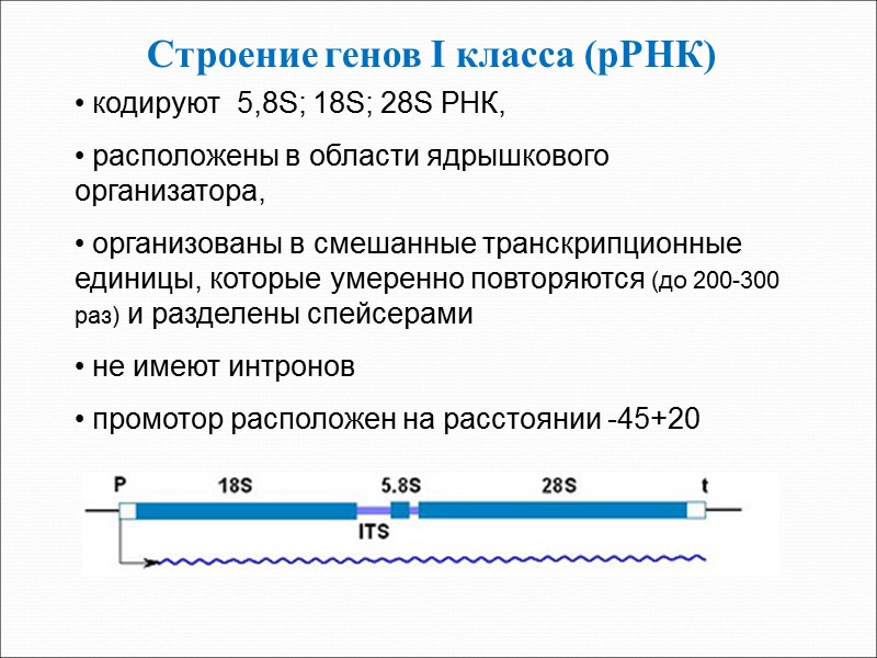 Строение генов I класса (рРНК)  кодируют  5,8S; 18S; 28S РНК,  расположены
